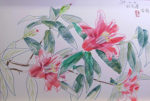中島千波「紅孔雀椿」パステル38.5×58cm