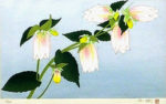 中島千波「花の瞬間：蛍袋」木版画21×36cm