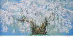 中島千波「坪井の枝垂桜」版画リトグラフ35×73cm
