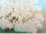 中島千波「三春の瀧桜(1)」版画リトグラフ52×73cm