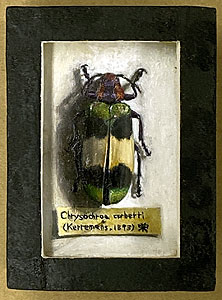 福田宏樹「Chrysochroa corbetti」油彩 2012年