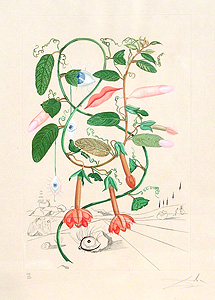 サルバドール・ダリ「Cobea (Pisum Sensuale)」銅版画 1968年