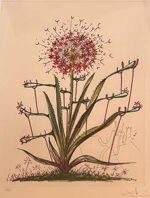 サルバドール・ダリ「アリウム:Allium Christophii Pilique Pubescentes」版画 1972年