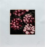 ドナルド・サルタン「バラ:Roses」版画 1992年